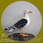 کاکایی پشت سیاه